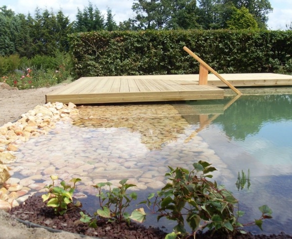 Un bassin bio dans votre jardin